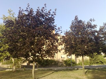 Acer platanoides var. Crimson King